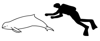 The size of an Irrawaddy Dolphin compared to an average human