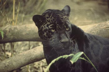 Jaguar: The Animal Files