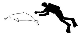 The size of a La Plata Dolphin compared to an average human
