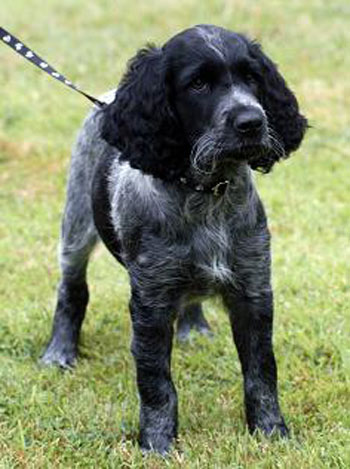 Large Munsterlander Puppy
