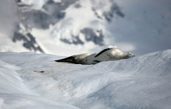 Leopard Seal
