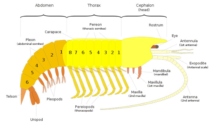 General Malacostracan Body Plan