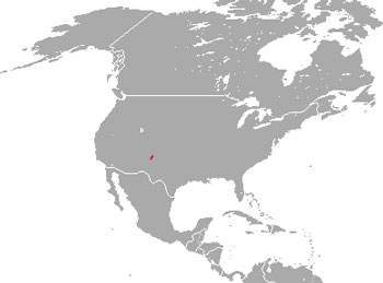 Manzano Mountain Cottontail Range Map (USA)