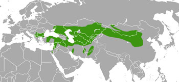 Marbled Polecat Range Map (Europe & Asia)