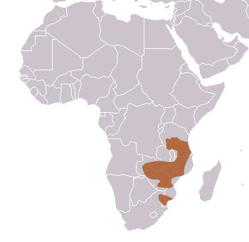 Meller's Mongoose Range Map (Africa)