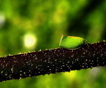 A Planthopper Mimics a Leaf
