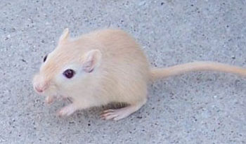 Light Red Fox Mongolian Gerbil
