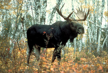 A Male Moose (Bull) 