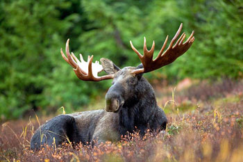 Chukotka Moose