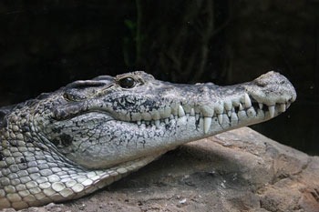 New Guinea Crocodile