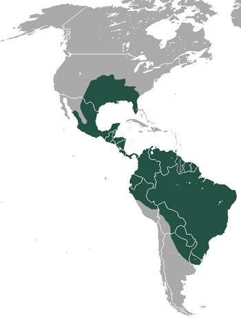 Nine-Banded Armadillo Range Map (North & South America)