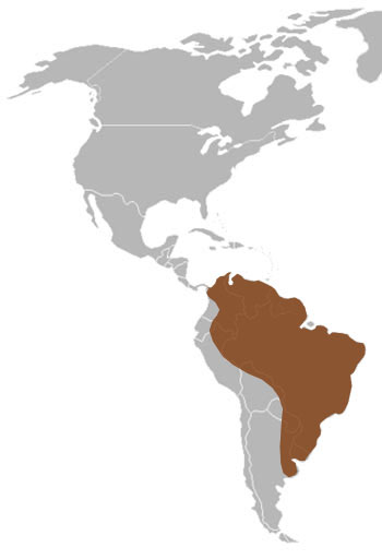 Oncilla Range Map (South America)