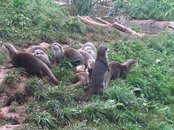 Oriental Small-Clawed Otter