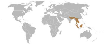 Oriental Small-Clawed Otter Range Map (East to South Asia)