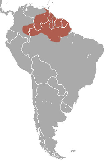 Pale-Throated Sloth: The Animal Files