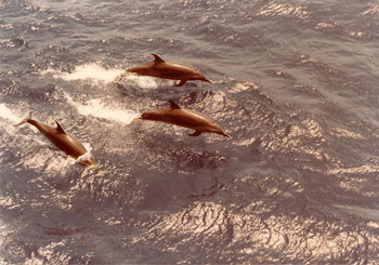 Pantropical Spotted Dolphins