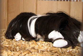 A Peruvian Guinea Pig with its hair in protective wraps.