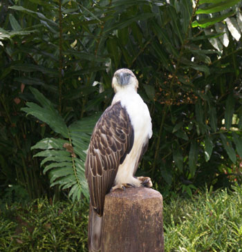 Philippine eagle the How a