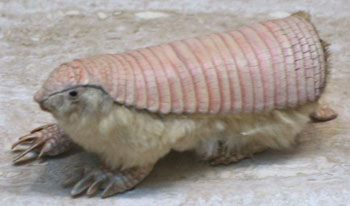 Pink Fairy Armadillo