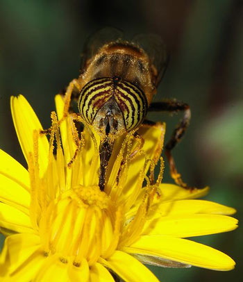 A Syrphid Fly using its proboscis to feed on the nectar of a flower.