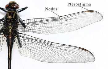 Pterostigma on the wing of a dragonfly.