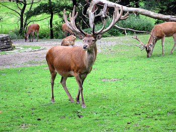Red Deer Stag 
