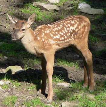 Red Deer Fawn