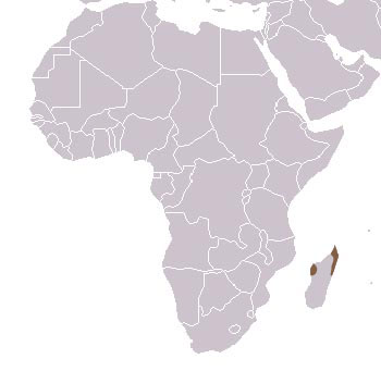 Ring-Tailed Mongoose Range Map (Madagascar)