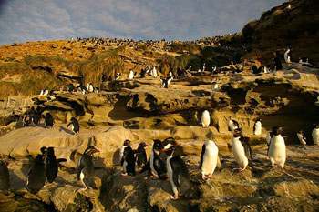 Rockhopper Penguin Colony