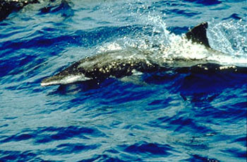 Rough-Toothed Dolphin