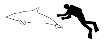 The size of a Rough-Toothed Dolphin compared to an average human