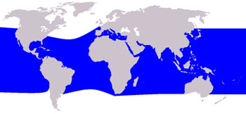 Rough-Toothed Dolphin Range Map (Pacific, Atlantic & Indian Oceans, Mediterranean Sea)