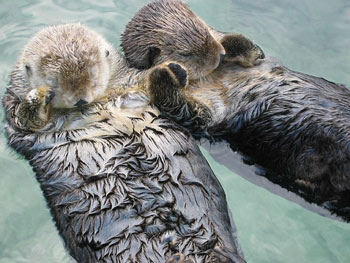 Sea Otters asleep holding paws