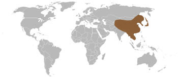 Siberian Weasel Range Map (East Asia)