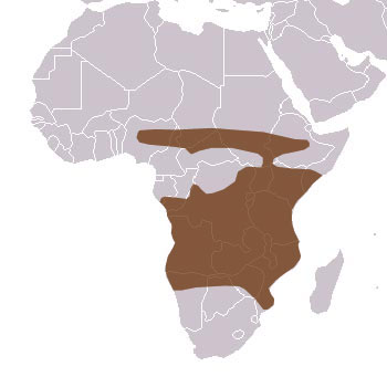 Side-Striped Jackal Range Map (Africa)