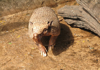 Six-Banded Armadillo
