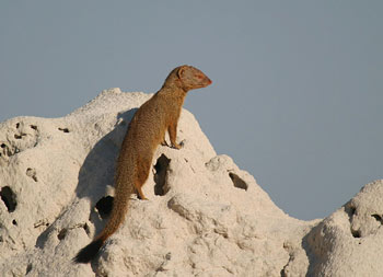 Slender Mongoose
