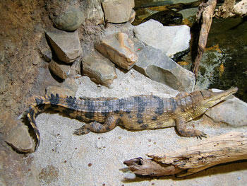 Slender-Snouted Crocodile
