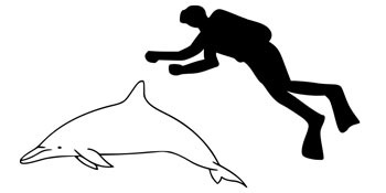 The size of a Spinner Dolphin compared to an average human