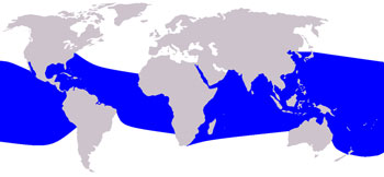 Spinner Dolphin Range Map (Tropical Waters Worldwide)