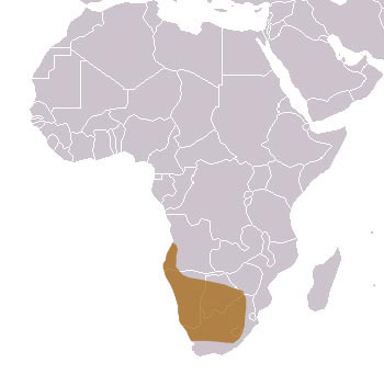 Springbok Range Map (Southern Africa)