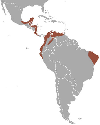 Striped Hog-Nosed Skunk Range Map (Central & South America)