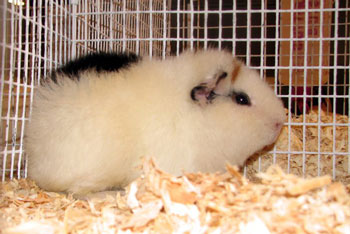 Teddy Guinea Pig