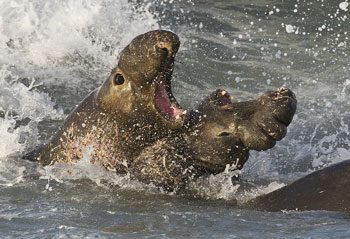 Male Northern Elephant Seals fighting for territory and mates