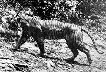 Tiger: The Animal Files