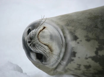 Weddell Seal