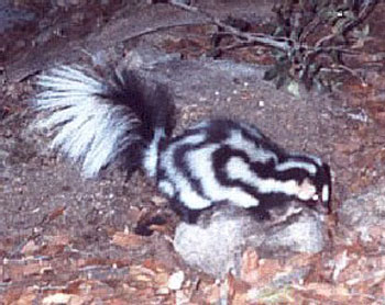 Western Spotted Skunk