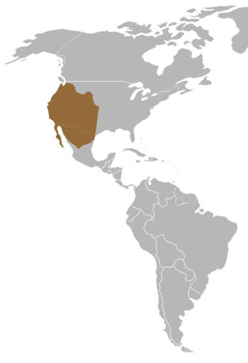 Western Spotted Skunk Range Map (N America)
