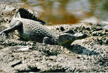 Yacare Caiman