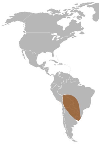 Yellow Anaconda Range Map (South America)
